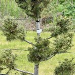 Céder Himalájsky (Cedrus deodara) výška: 120-140 cm, kont. C35L (-23°C) - PON PON